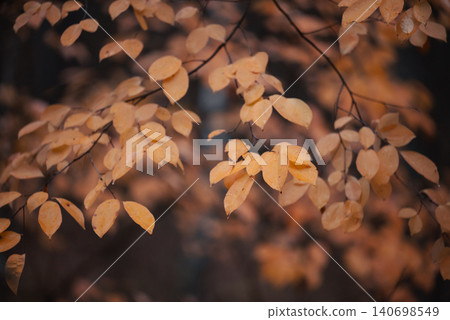 Close up of bright yellow leaves on tree in autumn. Bright colours of autumn, cloudy and rainy weather 140698549
