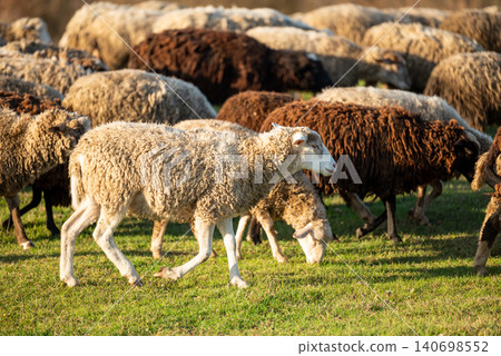Herd of sheep going home after grazing all day on green grass. Evening shot of big herd of sheep and lambs Herd of sheep going home after grazing all day on green grass. Evening shot of big herd of sheep and lambs 140698552