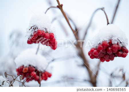 Snow-covered red viburnum berries on on the branches, close up. Useful for the body, natural medicine and frosty winter day concept Snow-covered red viburnum berries on on the branches, close up. Useful for the body, natural medicine and frosty winter day concept 140698565