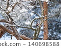 Woodpecker on pine tree branch in winter. Woodpecker on pine tree covered in snow and frost after blizzard 140698588