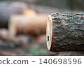 Close up of a cut tree trunks with licence pin. Legal cutting of wood in the forest, preparing timber for heating in winter 140698596