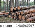 Cutting fir trees in the forest, forestry. Logs with licence pins stacked on the ground in the woods, concept of renewable energy resources 140698597