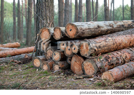 Cutting fir trees in the forest, forestry. Logs with licence pins stacked on the ground in the woods, concept of renewable energy resources Cutting fir trees in the forest, forestry. Logs with licence pins stacked on the ground in the woods, concept of renewable energy resources 140698597