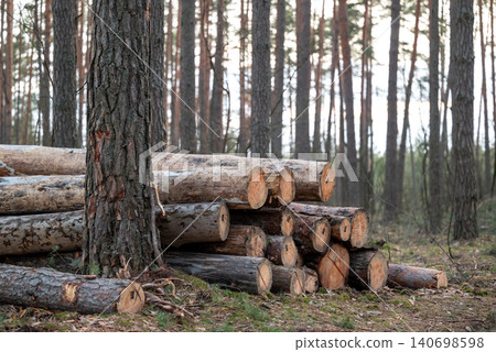 Trunks of old pine trees without bark, cut and stacked on the ground. Pile of cut timber laying in the woods, forestry concept Trunks of old pine trees without bark, cut and stacked on the ground. Pile of cut timber laying in the woods, forestry concept 140698598