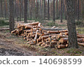 Large pile of cut logs in the woods, laying on the ground between other trees. Concept of forestry, renewable energy resources, planned cutting of timber 140698599