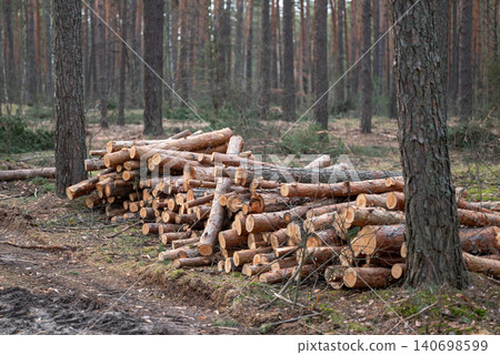 Large pile of cut logs in the woods, laying on the ground between other trees. Concept of forestry, renewable energy resources, planned cutting of timber Large pile of cut logs in the woods, laying on the ground between other trees. Concept of forestry, renewable energy resources, planned cutting of timber 140698599