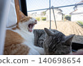 A cat relaxing at the window 140698654