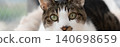 A cat staring at a pheasant cat 140698659