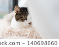 A cat staring at a pheasant cat 140698660