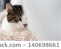 A cat staring at a pheasant cat 140698661