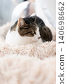A cat staring at a pheasant cat 140698662