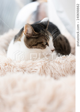 A cat staring at a pheasant cat A cat staring at a pheasant cat 140698662