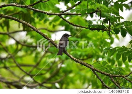 Wild bird bulbul Wild bird bulbul 140698738