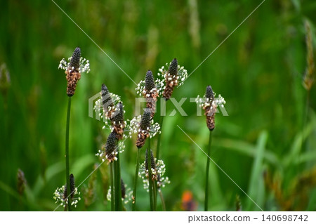 Wild plant Plantain Wild plant Plantain 140698742