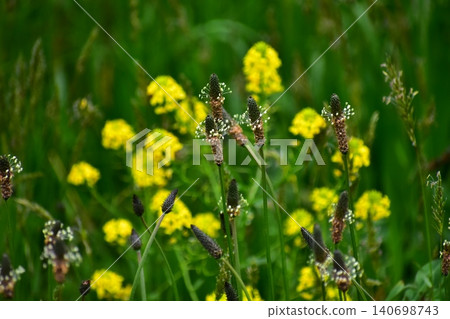Wild plant Plantain Wild plant Plantain 140698743
