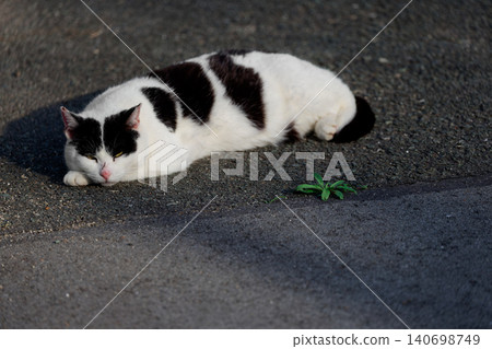 A stray cat with a spotted pattern like a Tokyo Banana. A stray cat with a spotted pattern like a Tokyo Banana. 140698749