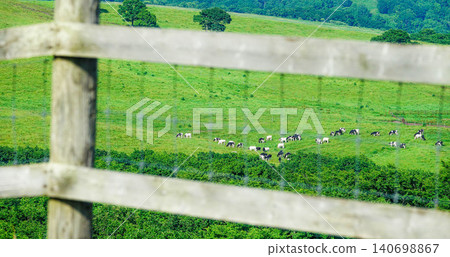 夏季，北海道柴茶町太平町，牛群悠閒地吃草的景象。 140698867