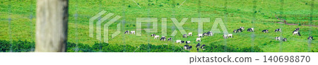 A scene of cows leisurely grazing in Tahei, Shibecha Town, Hokkaido during the summer. 140698870