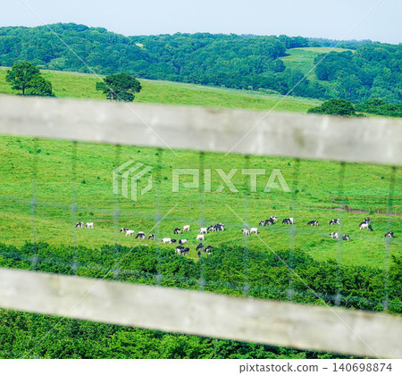 A scene of cows leisurely grazing in Tahei, Shibecha Town, Hokkaido during the summer. A scene of cows leisurely grazing in Tahei, Shibecha Town, Hokkaido during the summer. 140698874