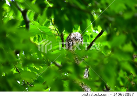 Japanese Pygmy Woodpecker Raising its Feeding 140698897