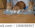 A cat, a tabby and white, stalks its prey in a low stance. 140698907