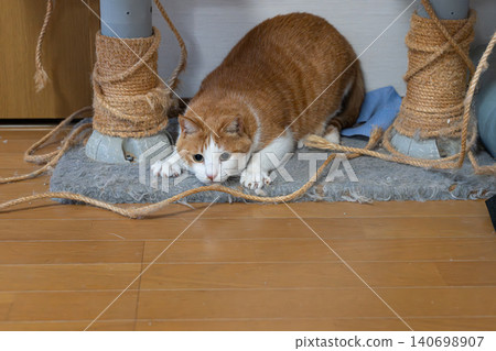 A cat, a tabby and white, stalks its prey in a low stance. A cat, a tabby and white, stalks its prey in a low stance. 140698907