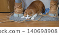 A cat, a tabby and white, stalks its prey in a low stance. 140698908