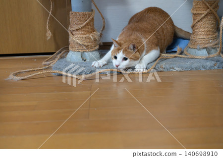A cat, a tabby and white, stalks its prey in a low stance. A cat, a tabby and white, stalks its prey in a low stance. 140698910