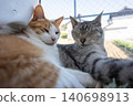 A cat relaxing at the window 140698913