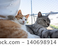 A cat relaxing at the window 140698914