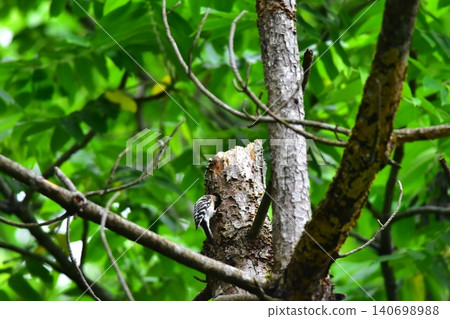 Japanese Pygmy Woodpecker Raising its Feeding Japanese Pygmy Woodpecker Raising its Feeding 140698988