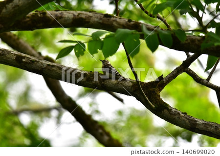 Japanese Pygmy Woodpecker Raising its Feeding Japanese Pygmy Woodpecker Raising its Feeding 140699020