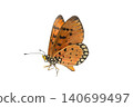 Monarch Butterfly with Intricate Wing Patterns isolate on White Background. Detailed Macro Photography 140699497