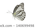 Neophasia menapia white butterfly  isolated on white background. Delicate white and black striped butterfly. 140699498
