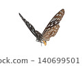 Beautiful closeup (Dark Glassy Tiger Butterfly). Beautiful blue butterfly flying isolated on white background. for graphics or advertising design. 140699501