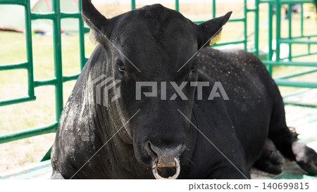 A close view of a black bull resting inside a green metal livestock enclosure, showing a nose ring, dark coat, and bright natural light in the background A close view of a black bull resting inside a green metal livestock enclosure, showing a nose ring, dark coat, and bright natural light in the background 140699815