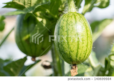 Young watermelons in the process of growing Young watermelons in the process of growing 140699984