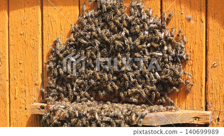 Bee Colony Busy At Entrance. Swarm Of Insects Congregating At Hive Opening Amidst Protection. Colony Of Bees Clustered Around Hive Entrance With Guards And Incoming Foragers Carrying Pollen Bee Colony Busy At Entrance. Swarm Of Insects Congregating At Hive Opening Amidst Protection. Colony Of Bees Clustered Around Hive Entrance With Guards And Incoming Foragers Carrying Pollen 140699989