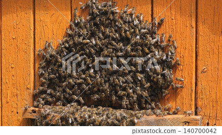 Dense cluster of honey bees gathered on a weathered wooden hive surface, showing an active colony against a warm textured timber background with natural daylight 140700042