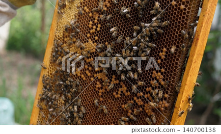 A close view of many bees moving across a wooden honeycomb frame with dark capped cells, set against a soft blurred natural background and warm outdoor light 140700138