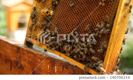 Close view of bees crawling across a honeycomb frame inside a wooden hive, with warm natural light and a shallow blurred background suggesting an active beekeeping setting 140700154