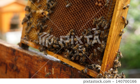 Bees And Capped Cells Observed. Hive Frame Displaying Busy Bees And Sealed Honey Cells Clearly. Image Captures Beekeeping Frame Filled With Active Bees And Preserved Honey Cells Everywhere 140700166