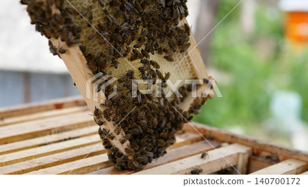 Researcher Observes Hive Activity. Apiary Background Emphasizes Datadriven Colony Health Evaluation. Conservation Efforts Involve Detailed Assessment Of Bee Clusters In Hive Lower Regions Researcher Observes Hive Activity. Apiary Background Emphasizes Datadriven Colony Health Evaluation. Conservation Efforts Involve Detailed Assessment Of Bee Clusters In Hive Lower Regions 140700172