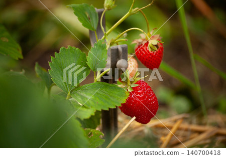 Ripe red strawberries growing on plant in garden, close-up macro with green leaves and natural background. Summer harvest concept with fresh berries, organic gardening and healthy food theme. Ripe red strawberries growing on plant in garden, close-up macro with green leaves and natural background. Summer harvest concept with fresh berries, organic gardening and healthy food theme. 140700418