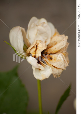 Withered white rose with dry brown petals, close-up isolated floral subject on soft neutral background. Summer plant aging concept showing decay, dryness and end of blooming stage in garden. Withered white rose with dry brown petals, close-up isolated floral subject on soft neutral background. Summer plant aging concept showing decay, dryness and end of blooming stage in garden. 140700430