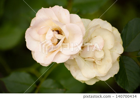 Soft cream white roses blooming in garden, close-up floral composition with green leaves and blurred background. Summer scene with fresh blossoms for wedding, greeting card, romantic and botanical 140700434