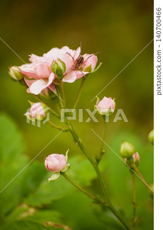 Small pink garden roses with buds and insect on petals. Summer macro scene in natural light with soft background, showing interaction between plant and insect in garden environment. Small pink garden roses with buds and insect on petals. Summer macro scene in natural light with soft background, showing interaction between plant and insect in garden environment. 140700466