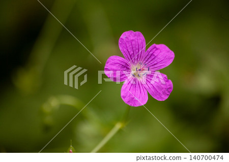Close-up of purple geranium flower with visible veins and stamens. Summer macro botanical image with soft green background, highlighting structure and details of petals in natural outdoor setting Close-up of purple geranium flower with visible veins and stamens. Summer macro botanical image with soft green background, highlighting structure and details of petals in natural outdoor setting 140700474