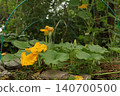 Pumpkin plants with large yellow blossoms growing in vegetable garden bed. Cucurbita flowers and leaves spreading across soil during summer flowering stage in natural organic backyard gardening. 140700500