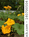 Two bright pumpkin flowers blooming on cucurbita plant in vegetable garden. Yellow blossoms rising above green leaves during summer flowering stage in natural organic garden. 140700504